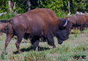 Bison bison